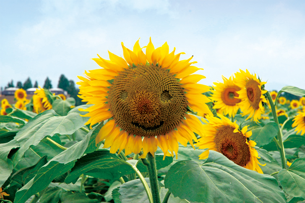 津南ひまわり広場