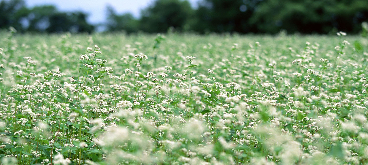 そば畑